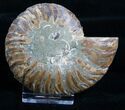 Inch Agatized Ammonite (Half) #5134-1